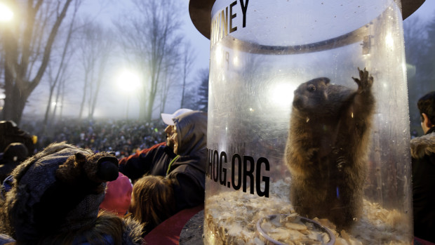 Punxsutawney Phil in his natural habitat: A cage, just after seeing his shadow predicting six more weeks of winter. February 2, 2014. (Photo by Jeff Swensen/Getty Images)